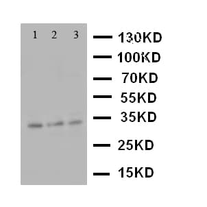 CASP7 / Caspase 7 Antibody (aa237-255)