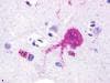 PathPlus™ RXFP4 / GPR100 Antibody (C-Terminus)