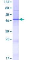 Human NUDT16L1 Protein (Recombinant GST)