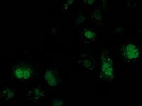 ATP6V1F Antibody (clone OTI1B8, Carrier-free)
