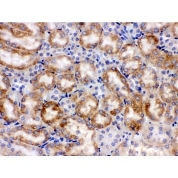 CYP1A1 Antibody (aa183-320)