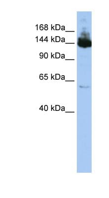 SYMPK / Symplekin Antibody (C-Terminus)