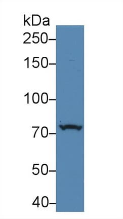 PRKD2 / PKD2 Antibody (aa327-539)