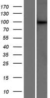 DCAF6 / NRIP Protein (Over-Expression Lysate Myc-DDK (Flag))
