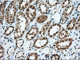 USP5 Antibody (clone OTI2H5, Carrier-free)