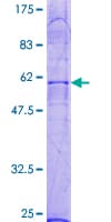 Human LPAR2 / EDG4 Protein (Recombinant GST)