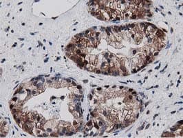 SQSTM1 Antibody (clone OTI4A12, Carrier-free)