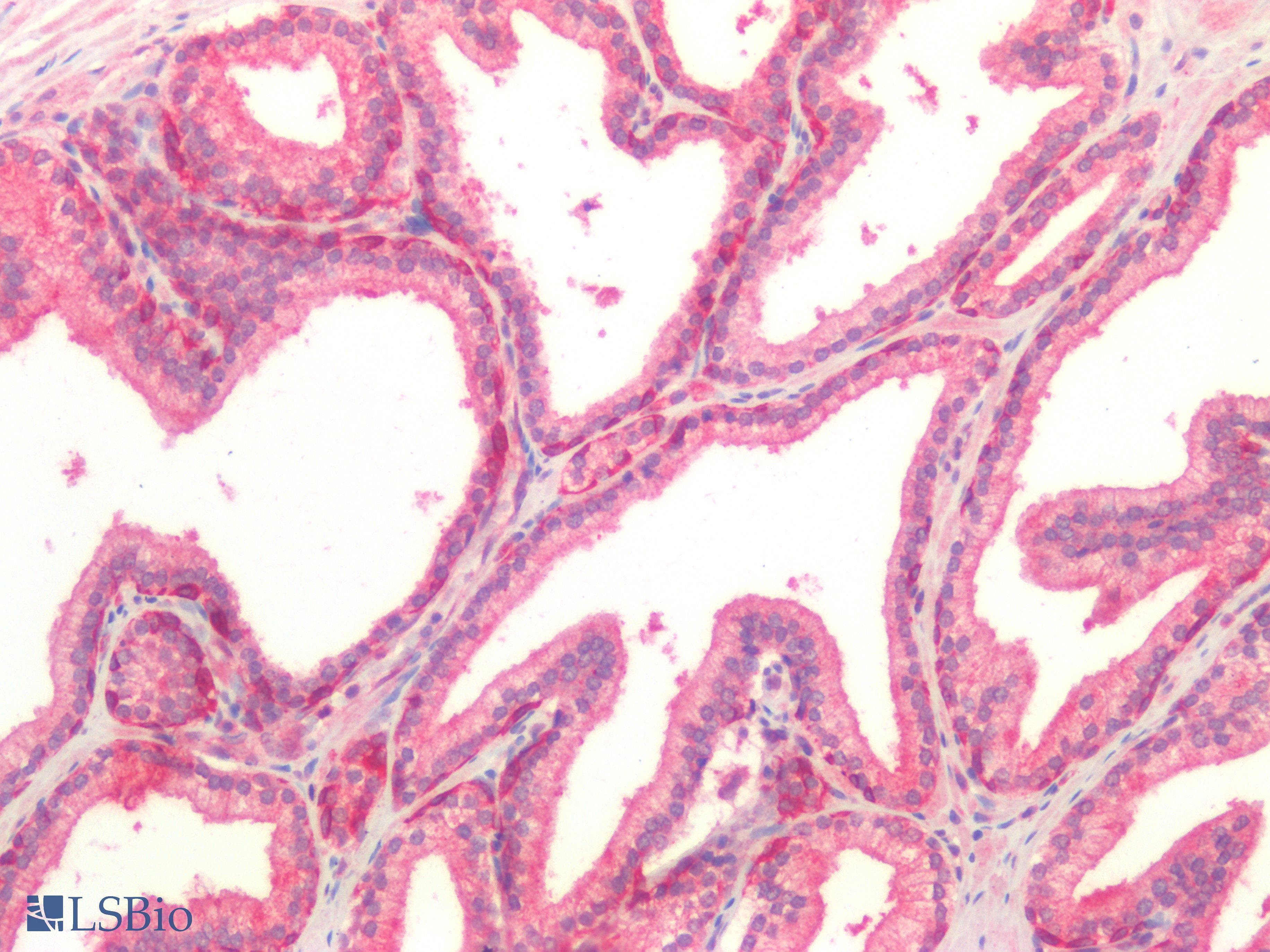 PathPlus™ TJP1 / ZO-1 Antibody
