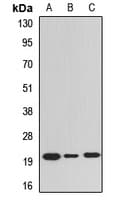 ELSPBP1 / HE12 Antibody