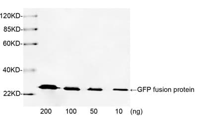 Polyclonal Rabbit anti-Human GFP Antibody (WB)