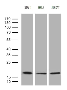 Monoclonal Mouse anti-Human EDF1 / MBF1 Antibody (clone OTI7B6, WB)