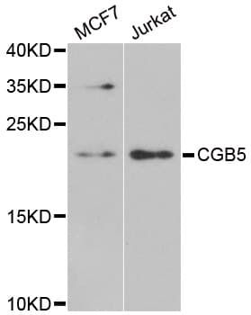 CGB5 Antibody