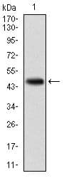 KCNQ1 / KVLQT1 Antibody (clone 5E+12)