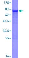 Human SHMT / SHMT1 Protein (Recombinant GST, N-terminus)
