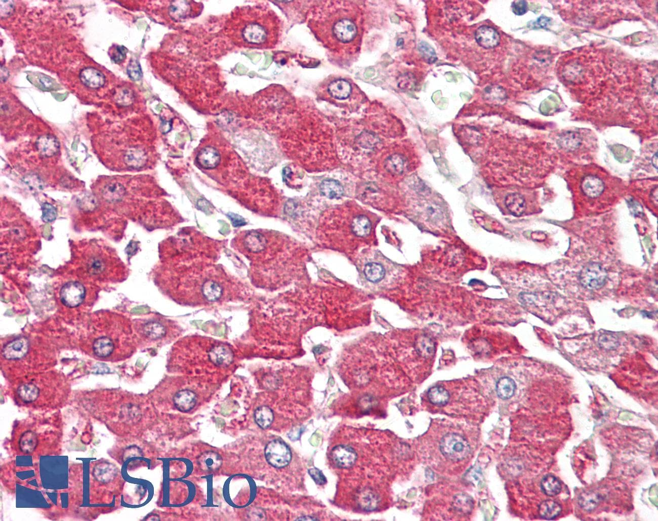 FBP1 Antibody (aa114-163)