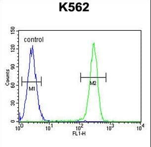 Polyclonal Rabbit anti-Human TNFSF4 / OX40L / CD252 Antibody (aa97-125, WB)