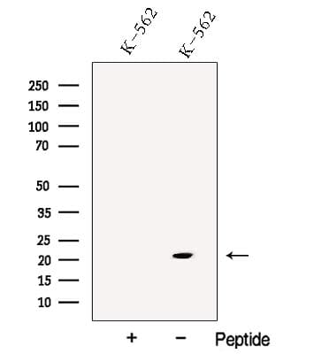 p21-ARC / ARPC3 Antibody