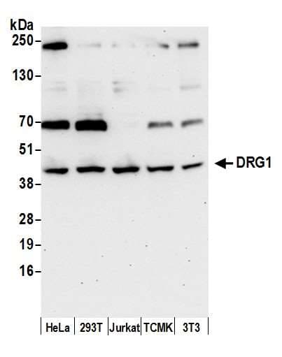 Polyclonal Rabbit anti-Human DRG1 / NEDD3 Antibody (aa200-250, WB)