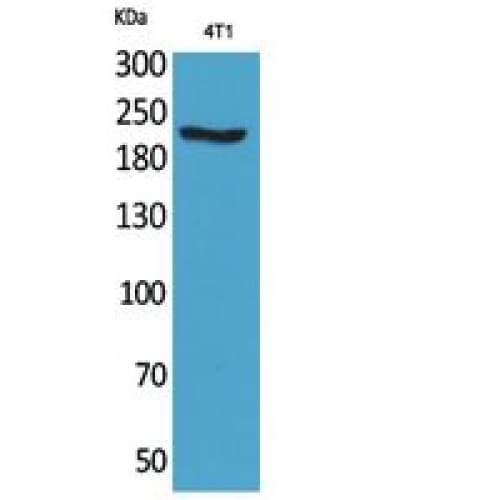 MYH1 Antibody