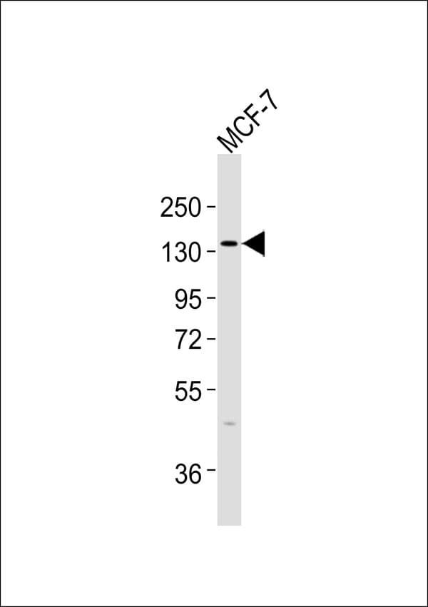 NCAN / Neurocan Antibody