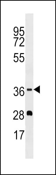 Polyclonal Rabbit anti-Human OR5M1 Antibody (aa244-272, WB)