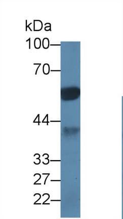 PPP1CA / PP1-Alpha Antibody (aa2-330)