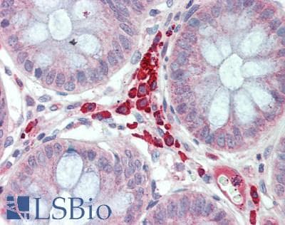 IHC-plus™ LBP Antibody