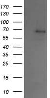 SENP2 Antibody (clone OTI4B3)
