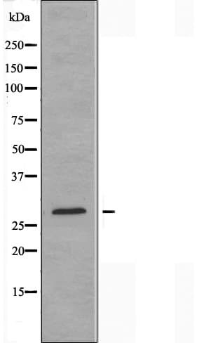 BCAS2 Antibody