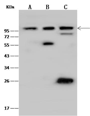 HSP90B1 / GP96 / GRP94 Antibody (Preservative Free)