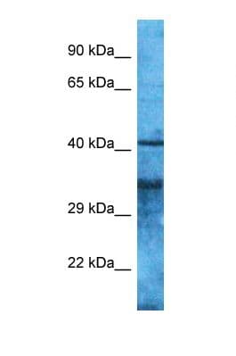 OR4S2 Antibody (aa196-245)