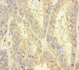 INSL4 Antibody