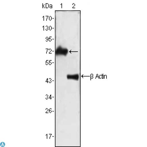 ZAP70 Antibody
