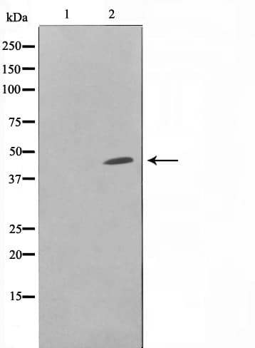DOK6 Antibody