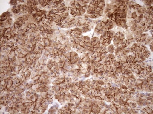 EPLIN Antibody (aa1-275, clone OTI1A3)