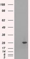 RPA2 / RFA2 / RPA34 Antibody (clone OTI8B3)