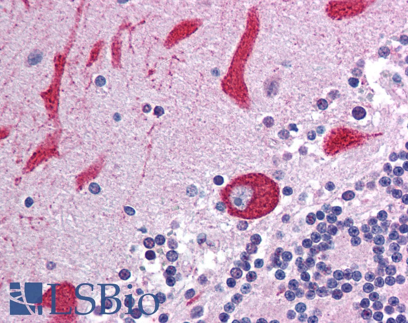 IHC-plus™ TLR7 / CD287 Antibody