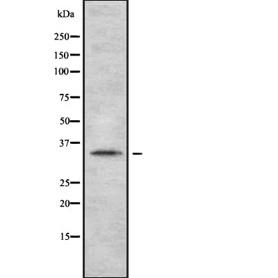OR2A2 Antibody