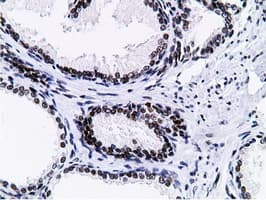 NT5DC1 Antibody (clone OTI1B1)