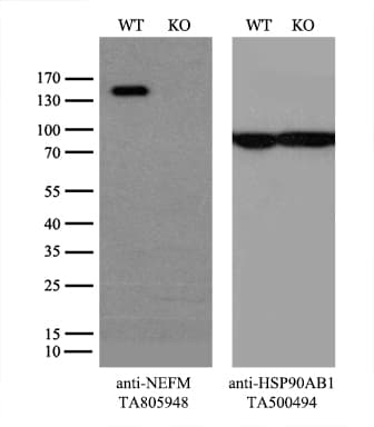NEFM / NF-M Antibody (aa413-773, clone OTI5B7, Carrier-free)