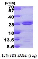 Human TAF9 Protein (Recombinant His)
