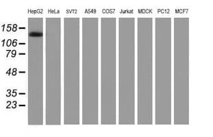 CCK4 / PTK7 Antibody (clone OTI2E7)