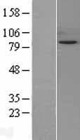 SIK1 / MSK Protein (Over-Expression Lysate Myc-DDK (Flag))