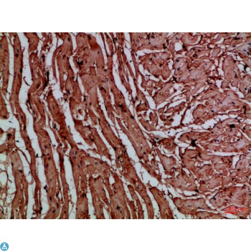 TNRC5 / CNPY3 Antibody