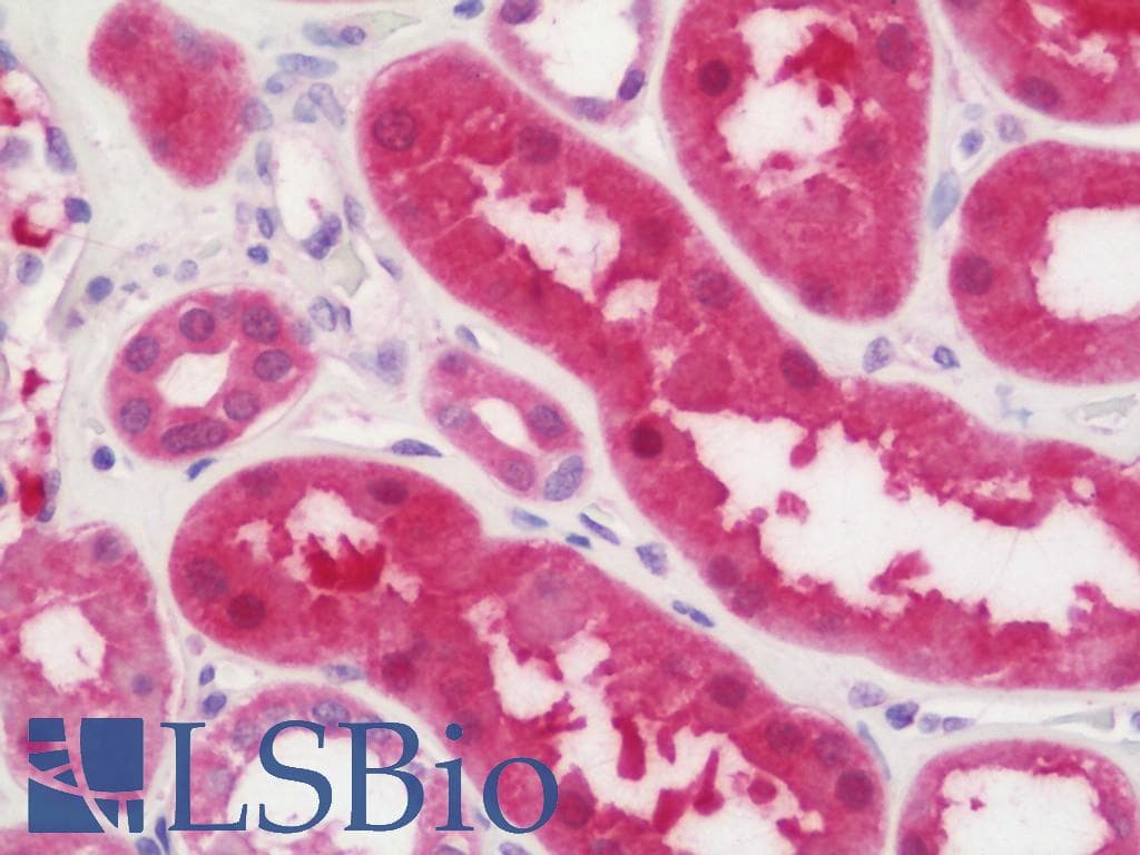IHC-plus™ ASPA Antibody (aa39-300)