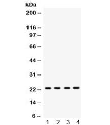 RAB9A / RAB9 Antibody
