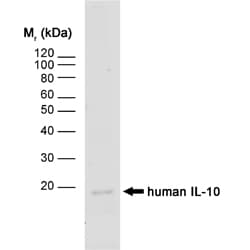 IL-10 Antibody (clone JES3-12G8)