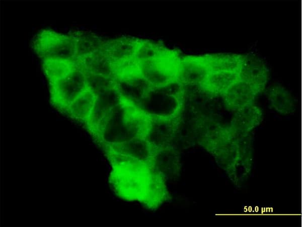 WWP1 Antibody (clone 1A7)