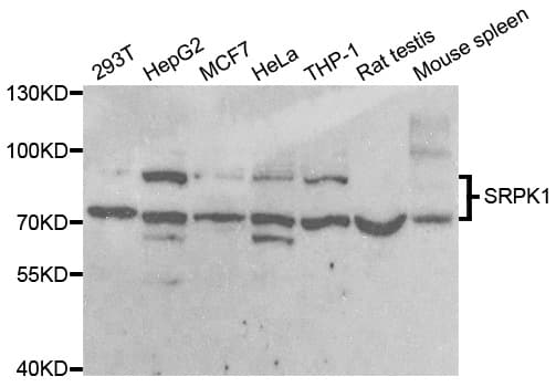 SRPK1 Antibody