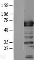 TRAFD1 / FLN29 Protein (Over-Expression Lysate Myc-DDK (Flag))